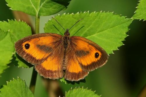 Réf. 215 016 : Pyronia tithonus
